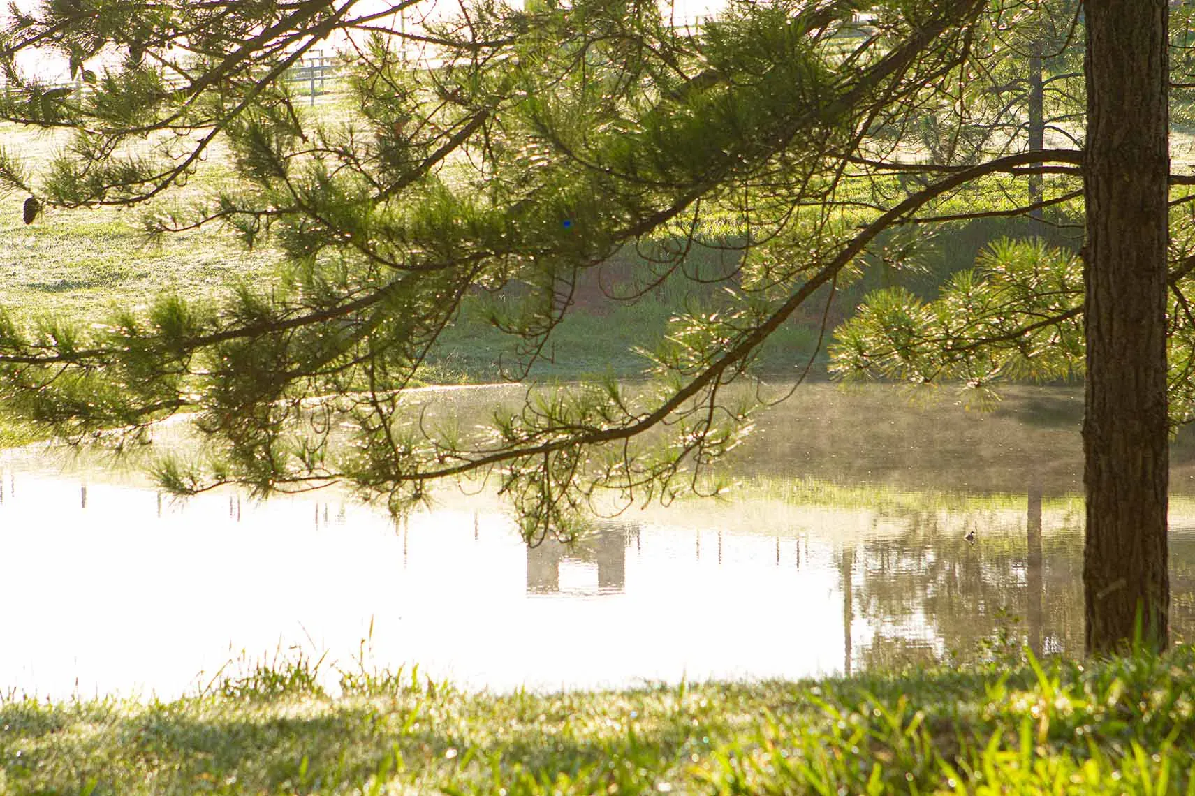 Around the property at Peachester Lodge