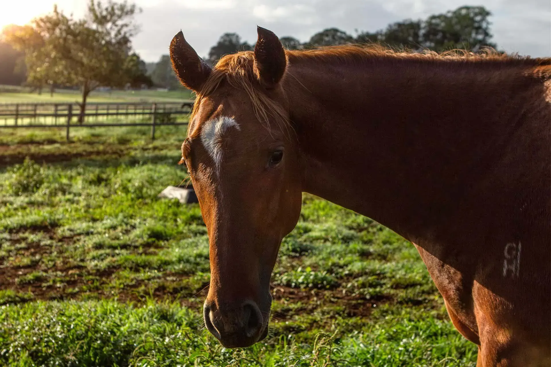 Filly