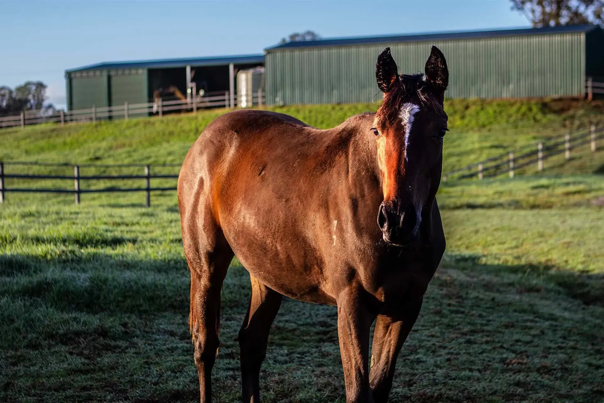 Filly