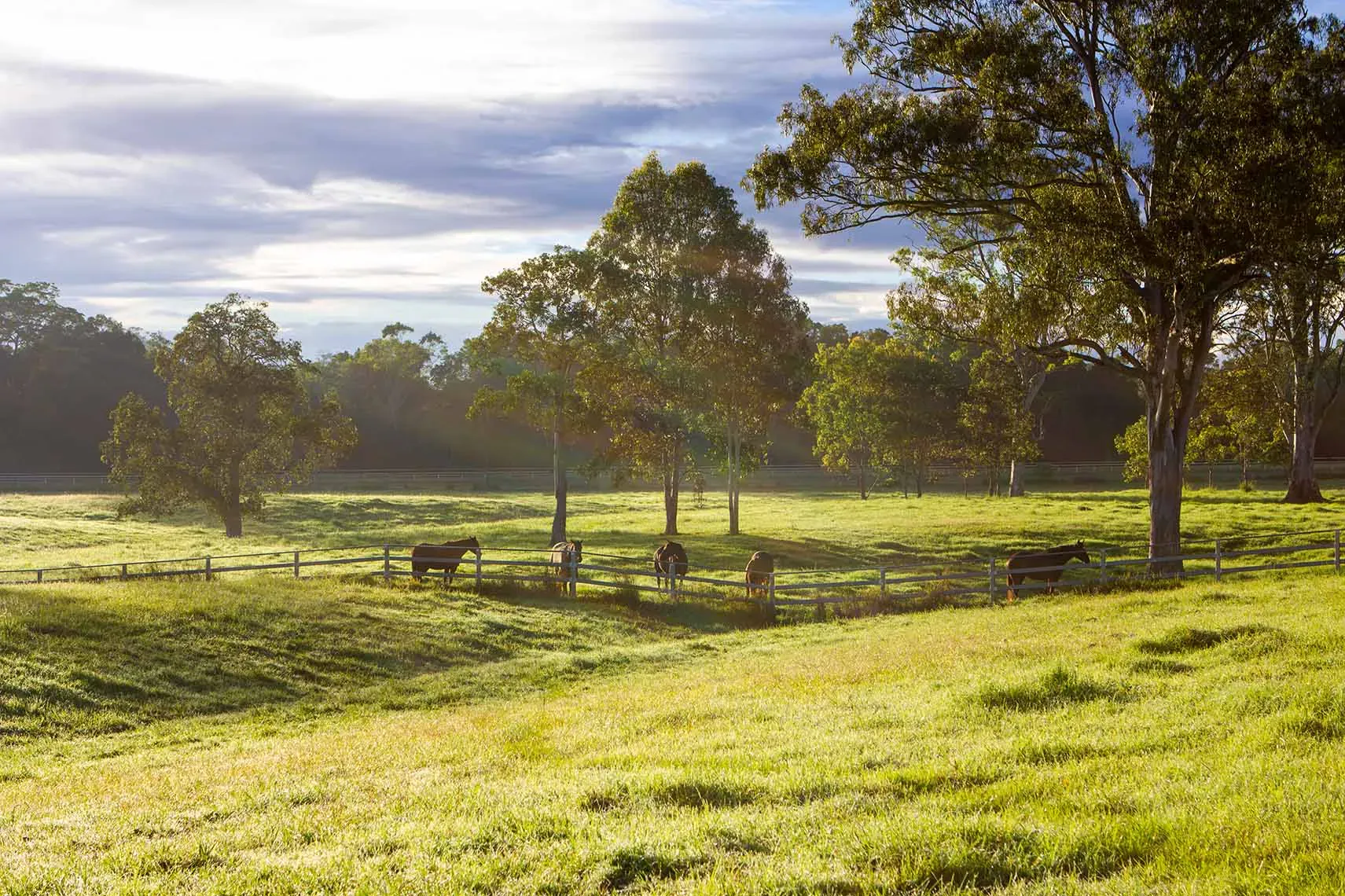 Around the property at Peachester Lodge